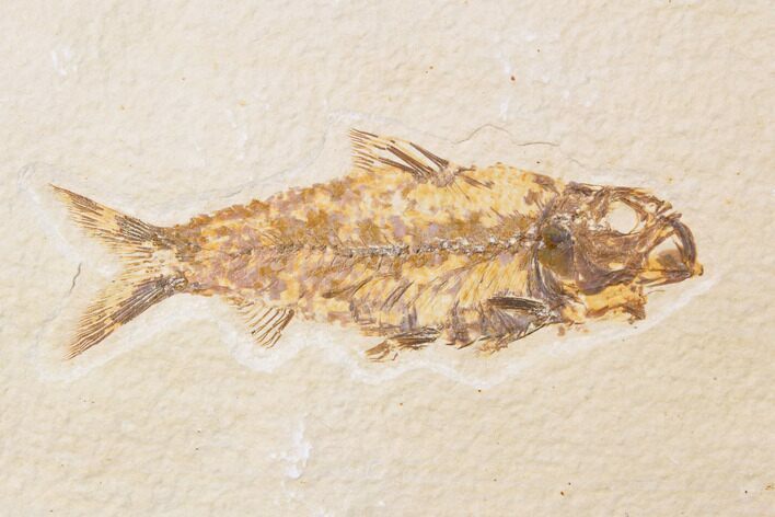 Bargain, Fossil Fish (Knightia) - Wyoming #89140